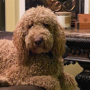 I’m deleting this account Valentine’s Day, make me an offer!! Dog not for sale